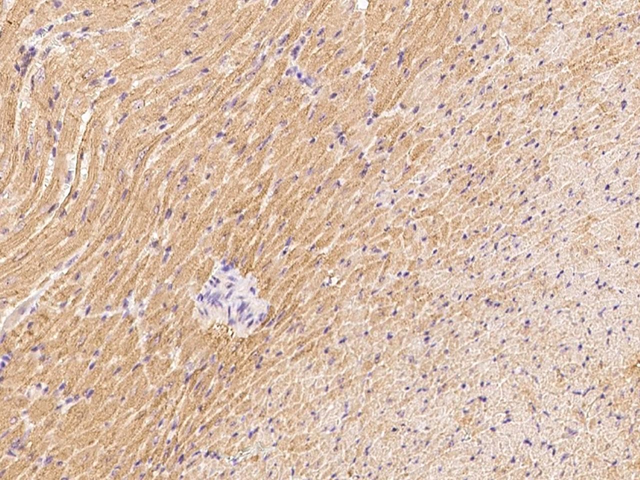 Polyclonal Rabbit anti-Mouse PDGF-D Antibody (Preservative Free, IHC)