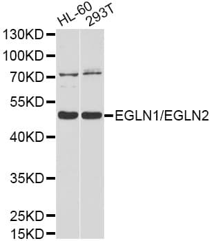 EGLN1 / PHD2 Antibody