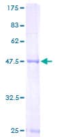 Human MRPL48 Protein (Recombinant GST)