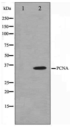 PCNA Antibody