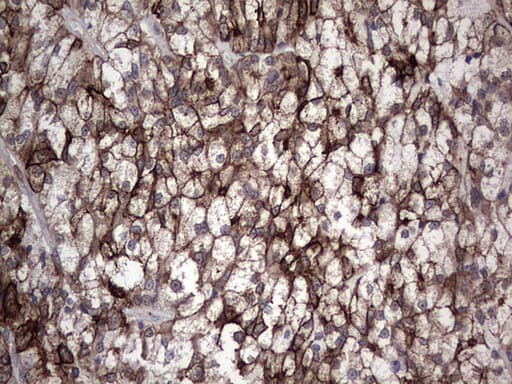 CCL19 / MIP3-Beta Antibody (aa22-98, clone OTI2A12, Carrier-free)