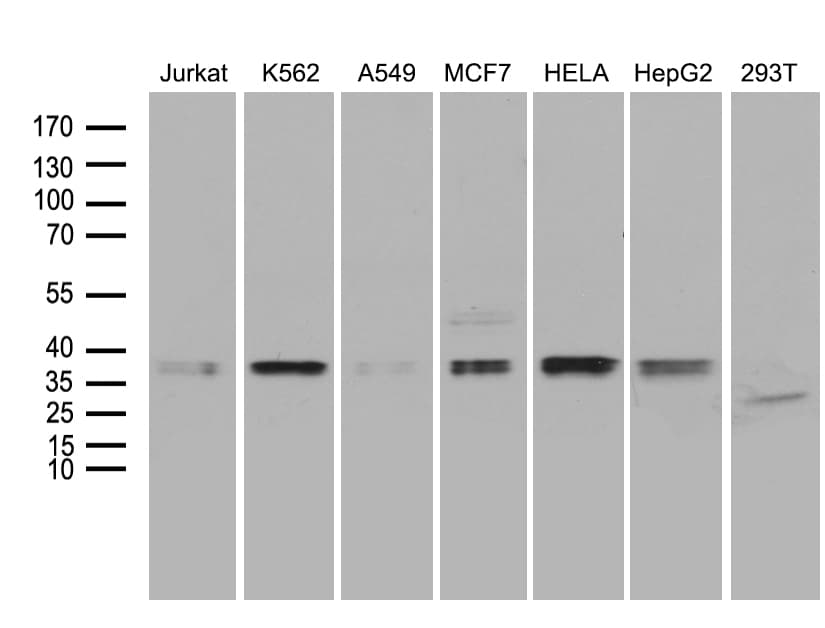 MRPL44 Antibody (clone OTI3H5)