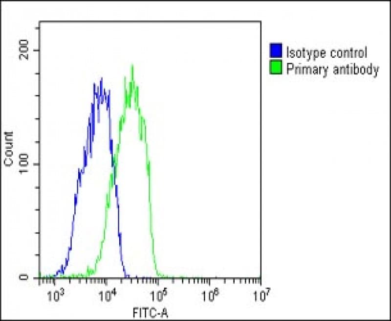 KL / Klotho Antibody (Internal)