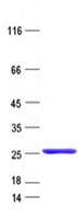 Human BCL7A Protein (Recombinant His, N-Terminal)