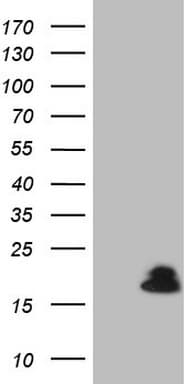 VIP Antibody (clone OTI1F8)