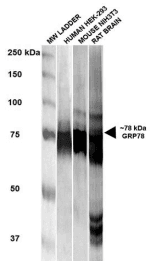 Monoclonal Mouse anti-Rat HSPA5 / GRP78 / BiP Antibody (clone 3G12-1G11, WB)
