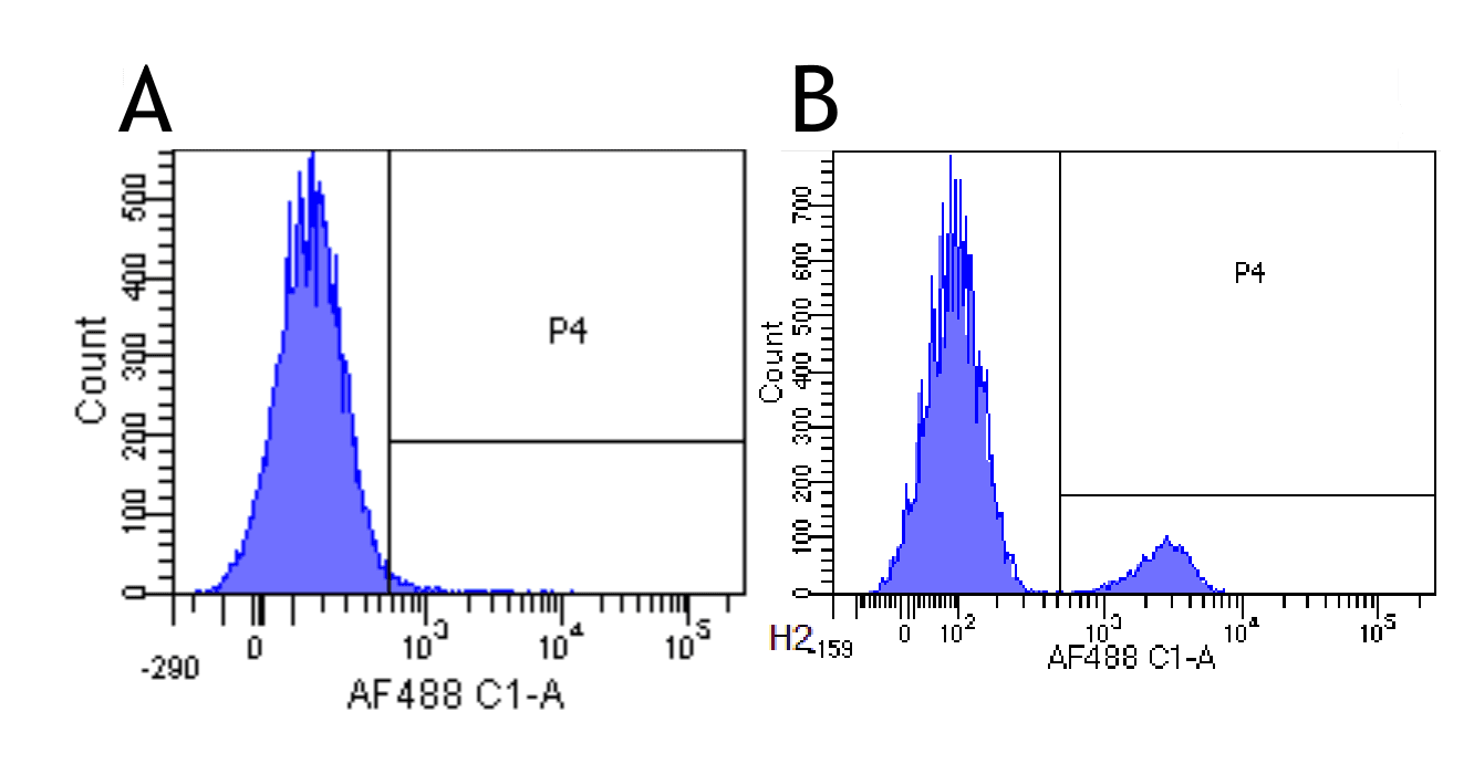 CD22 Antibody (CD22, clone hL22 (Epratuzumab))
