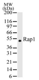 TERF2IP / RAP1 Antibody (aa212-235)