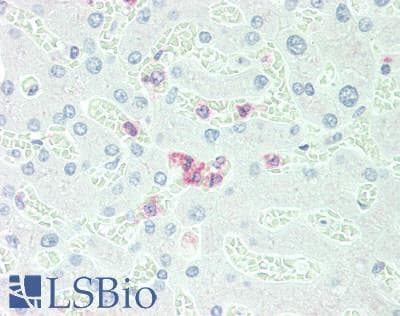 IHC-plus™ CEACAM8 / CD66b Antibody (Internal)