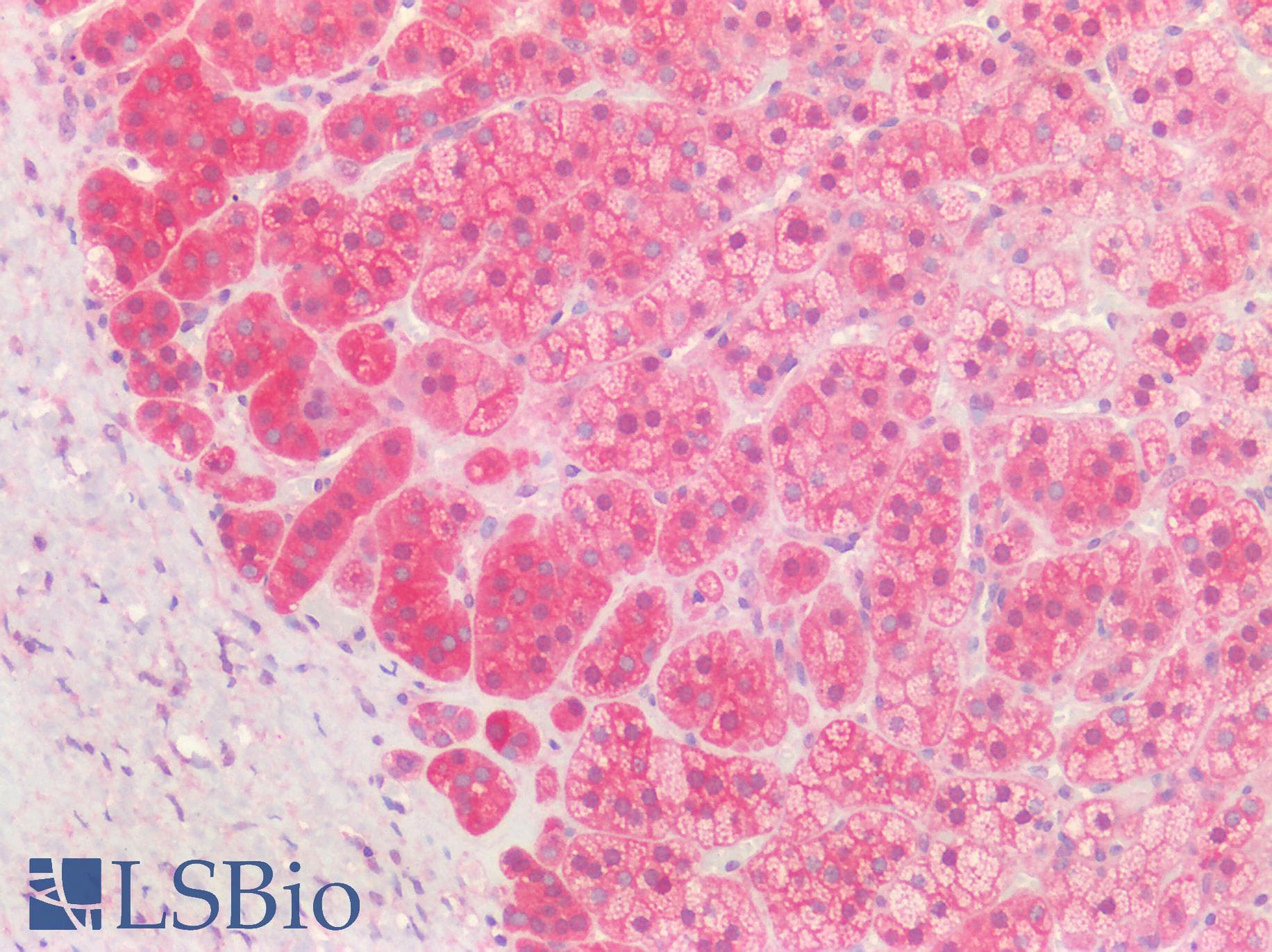 IHC-plus™ TH / Tyrosine Hydroxylase Antibody