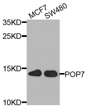 POP7 Antibody