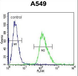 Polyclonal Rabbit anti-Human ARRB1 / Beta Arrestin 1 Antibody (aa336-363, IHC, IF, WB)