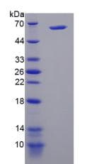 Human PI4KA Protein (Recombinant His-GST)