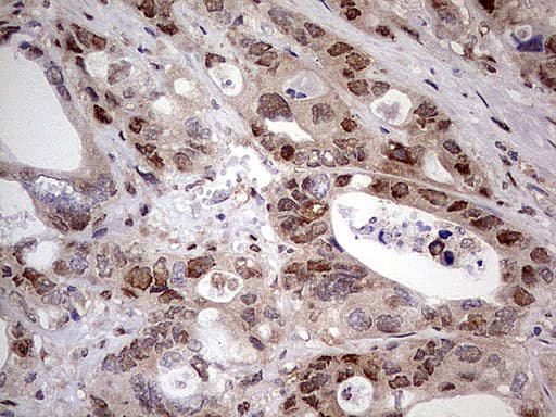 NAE1 / APPBP1 Antibody (aa1-274, clone OTI1E10)