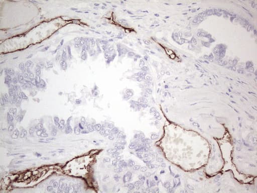 CD34 Antibody (aa312-385, clone OTI11A5)