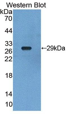 RXRG Antibody (aa12-220)