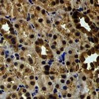 EYA3 Antibody