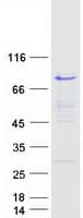 Human NAP1L2 / BPX Protein (Recombinant Myc-DDK (Flag))
