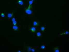TRAPPC4 / Synbindin Antibody (clone OTI4C3)