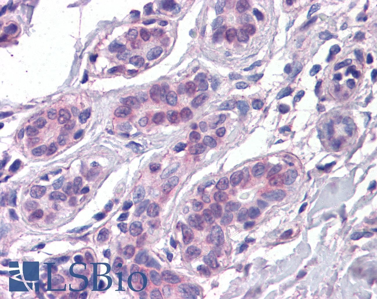 IHC-plus™ COX17 Antibody (clone 4G2)