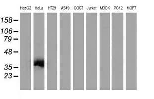 VSIG2 Antibody (clone OTI1F8, Carrier-free)