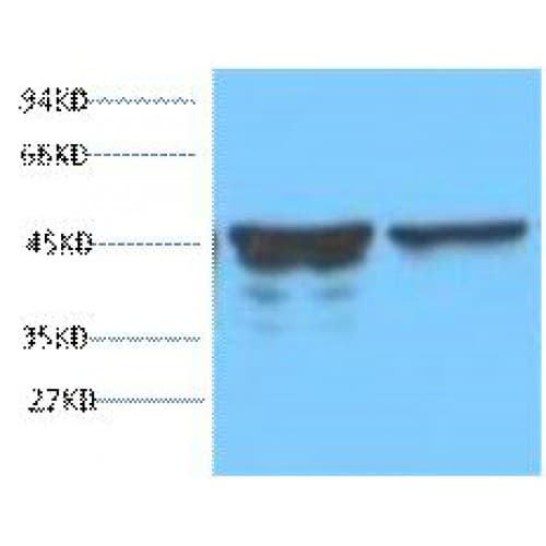 GFAP Antibody (clone 5C8)