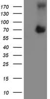 AICAR / ATIC Antibody (clone OTI2C10)
