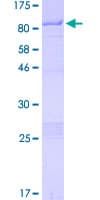 Human TNRC9 / TOX3 Protein (Recombinant GST)
