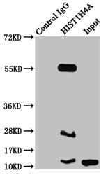 HIST1H4I Antibody