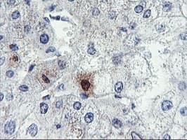 SDS Antibody (clone OTI1A8, Carrier-free)