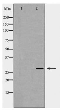 VEGFA / VEGF Antibody