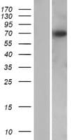 KBTBD12 Protein (Over-Expression Lysate Myc-DDK (Flag))