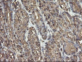 PDIA3 / ERp57 Antibody (clone OTI3H5)