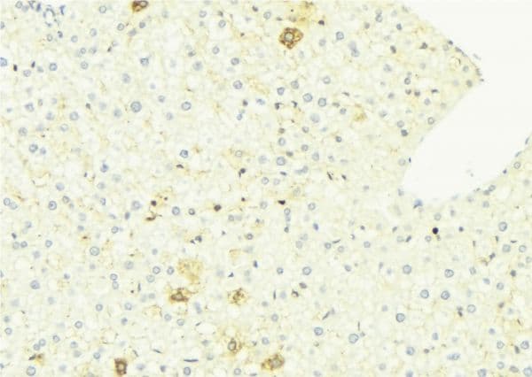 Polyclonal Rabbit anti-Human CYP1A2 Antibody (IHC, WB)