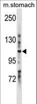 LRIG1 Antibody (aa801-829)