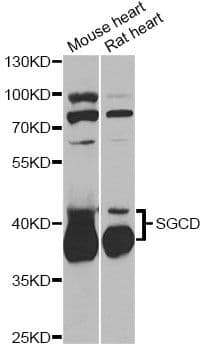 SGCD / Delta-Sarcoglycan Antibody