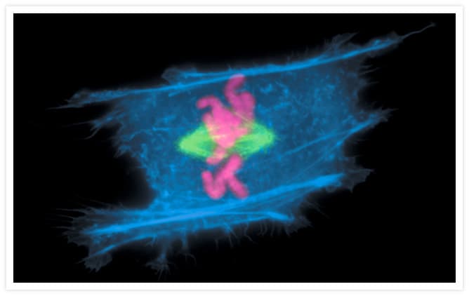Alpha Tubulin Antibody (clone 236-10501)