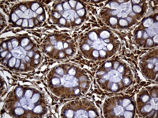 SPC18 / SEC11A Antibody (clone OTI1A12)