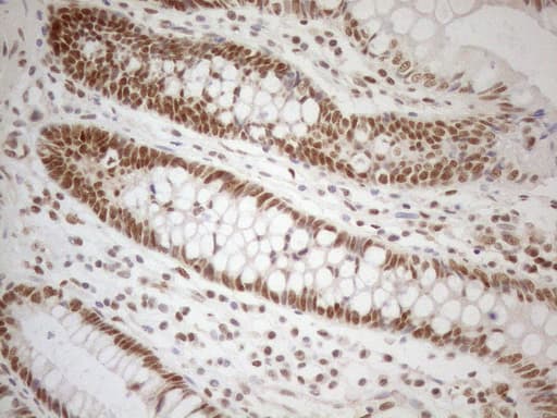 RGL2 Antibody (aa547-777, clone OTI10F2, Carrier-free)