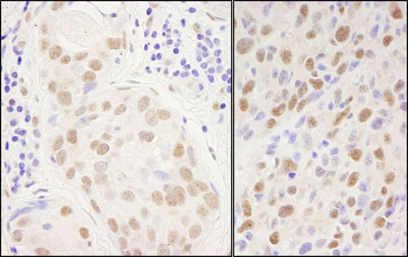 SP1 Antibody (aa700-740)