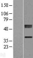 PLCXD1 Protein (Over-Expression Lysate Myc-DDK (Flag))