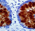 Mucin 2 / MUC2 Antibody