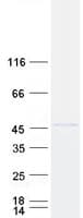 Human BHLHB2 / DEC1 Protein (Recombinant Myc-DDK (Flag))