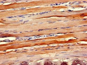 CCR10 / GPR2 Antibody