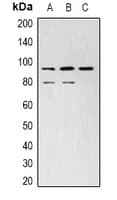 STAT3 Antibody