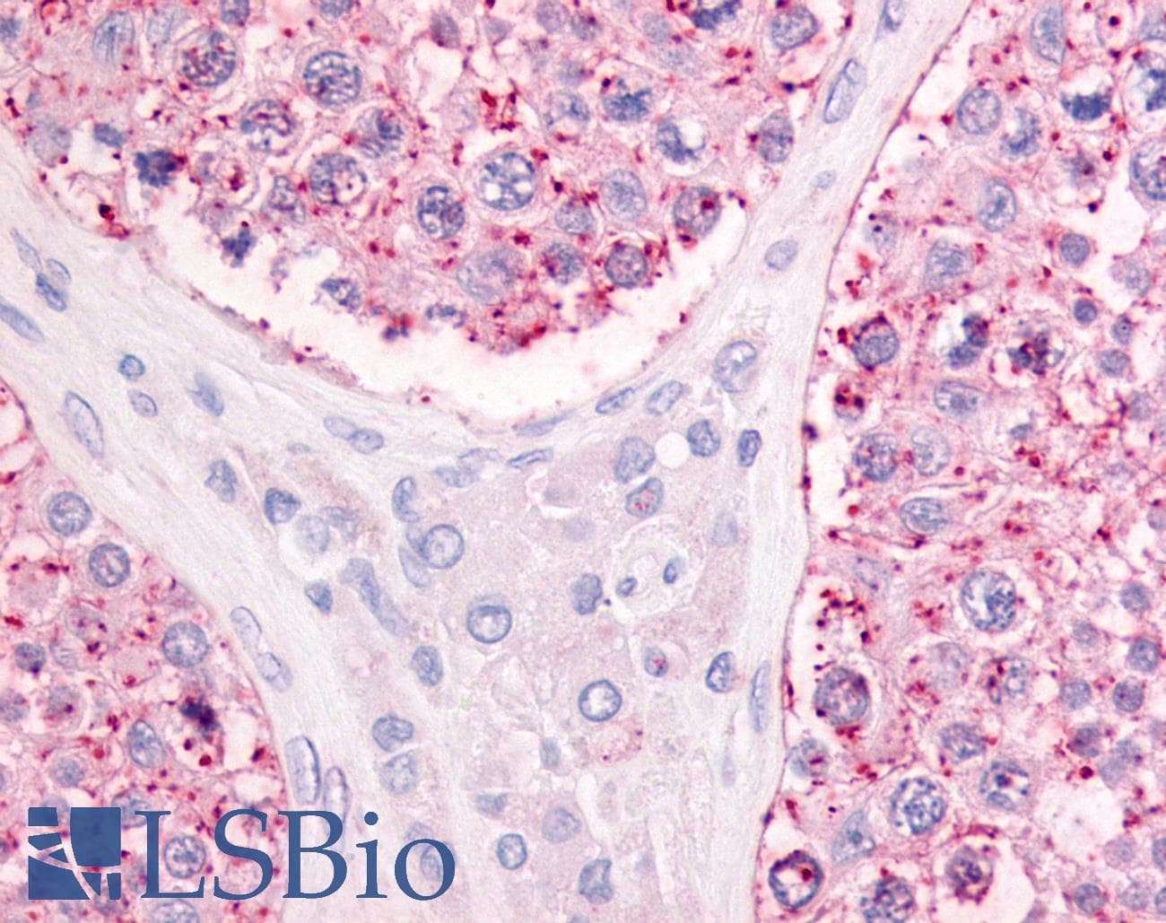 IHC-plus™ GPR68 / OGR1 Antibody (Extracellular Domain)