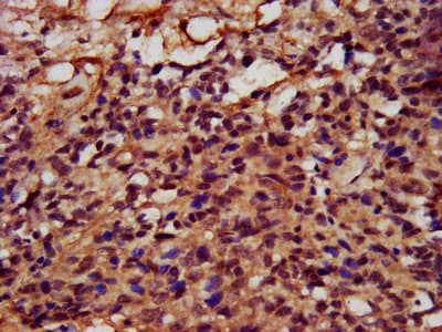 Polyclonal Rabbit anti-Human FATE1 Antibody (WB)