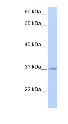 ZNF146 Antibody (aa144-193)