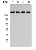 SMCHD1 Antibody