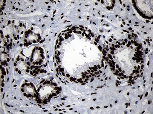 HOXC4 Antibody (clone OTI2D5, Carrier-free)